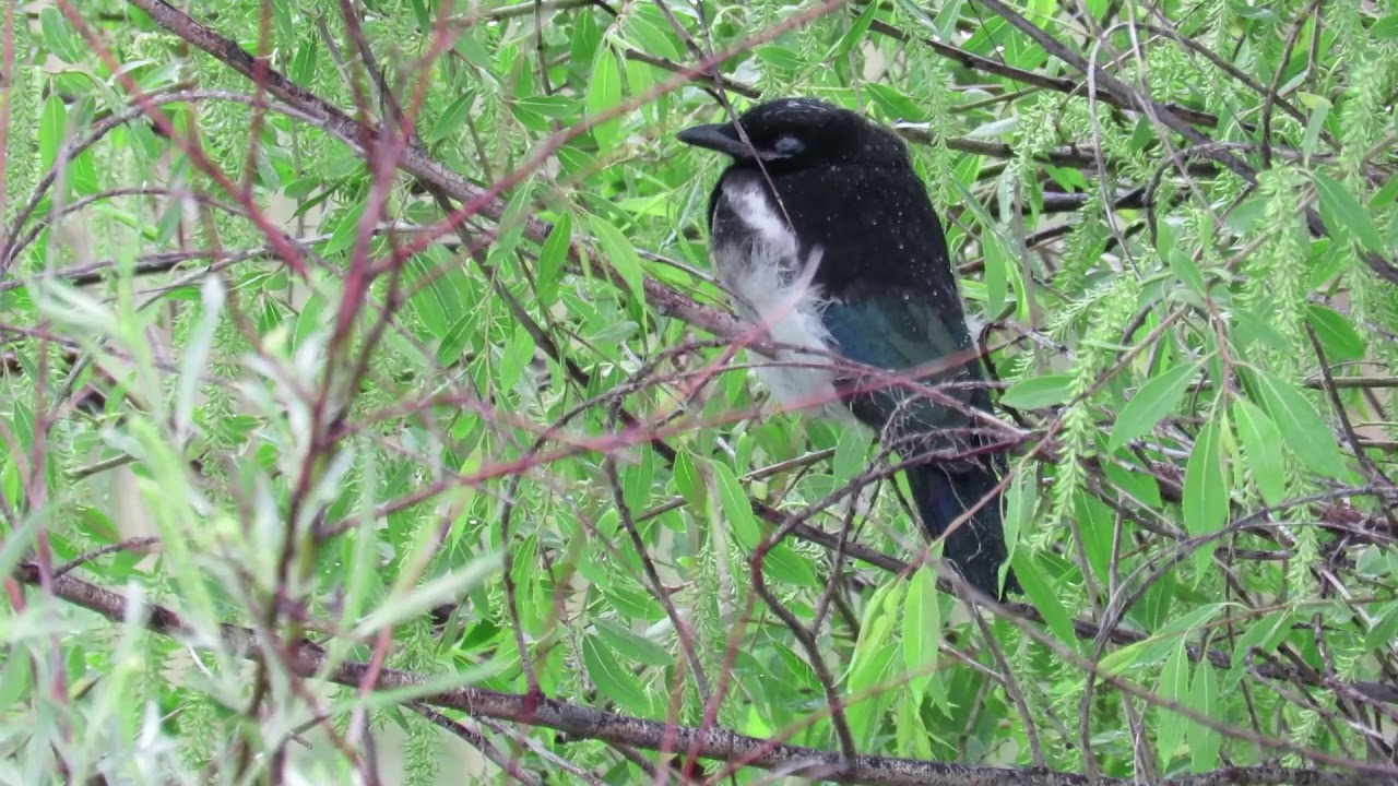 Black-billed Magpie (Pica hudsonia) Fledglings Chattering Calling, Sitting in the Rain