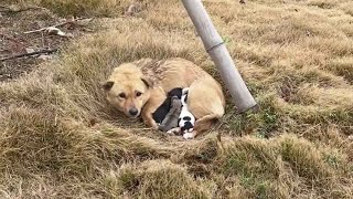 Pregnant stray dog driven away with nowhere to go child about to die a horrific death, driven 500km