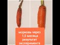 Как хранить морковь! Супер способ! 100% свежая морковь даже через полтора месяца!