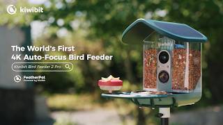 The World’s First 4K Auto-Focus Bird Feeder | Kiwibit Bird Feeder 2 Pro