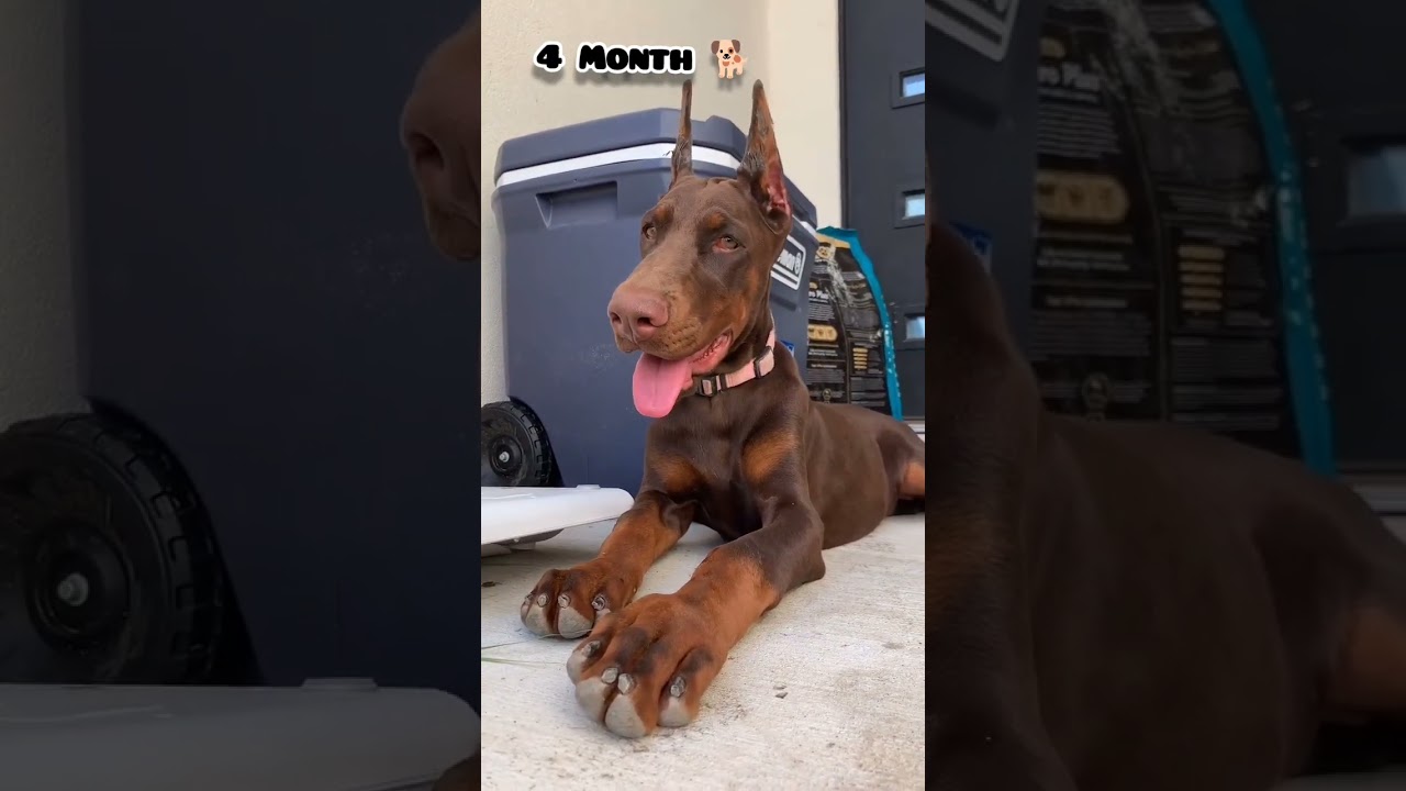 40 days to 10 Months doberman puppy transformation #feed #transformation #doberman #dog #pets #love