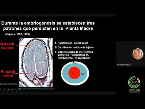 Vídeo: Diferencia Entre Clorenquima Y Arenénquima