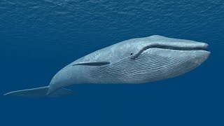 The Sparm Whale Prepares To Breed - Life Of Mammals - Animal And Pets by Animal Sciences 23 views 2 years ago 3 minutes, 48 seconds