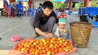 Single father: Harvesting tomatoes to sell at the market to make a living