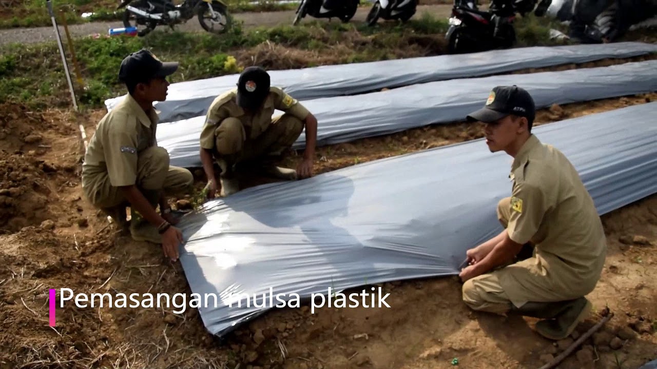 Praktek Budidaya Bawang Merah 
