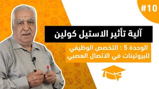 #10  التخصص الوظيفي للبروتينات في الاتصال العصبي : آلية تأثير الأستيل كولين ( الجزء الثالث )