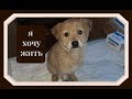 Щенки из тербунского ада  Спасение от смерти. Puppies are from Terbuny's hell. Salvation from death.