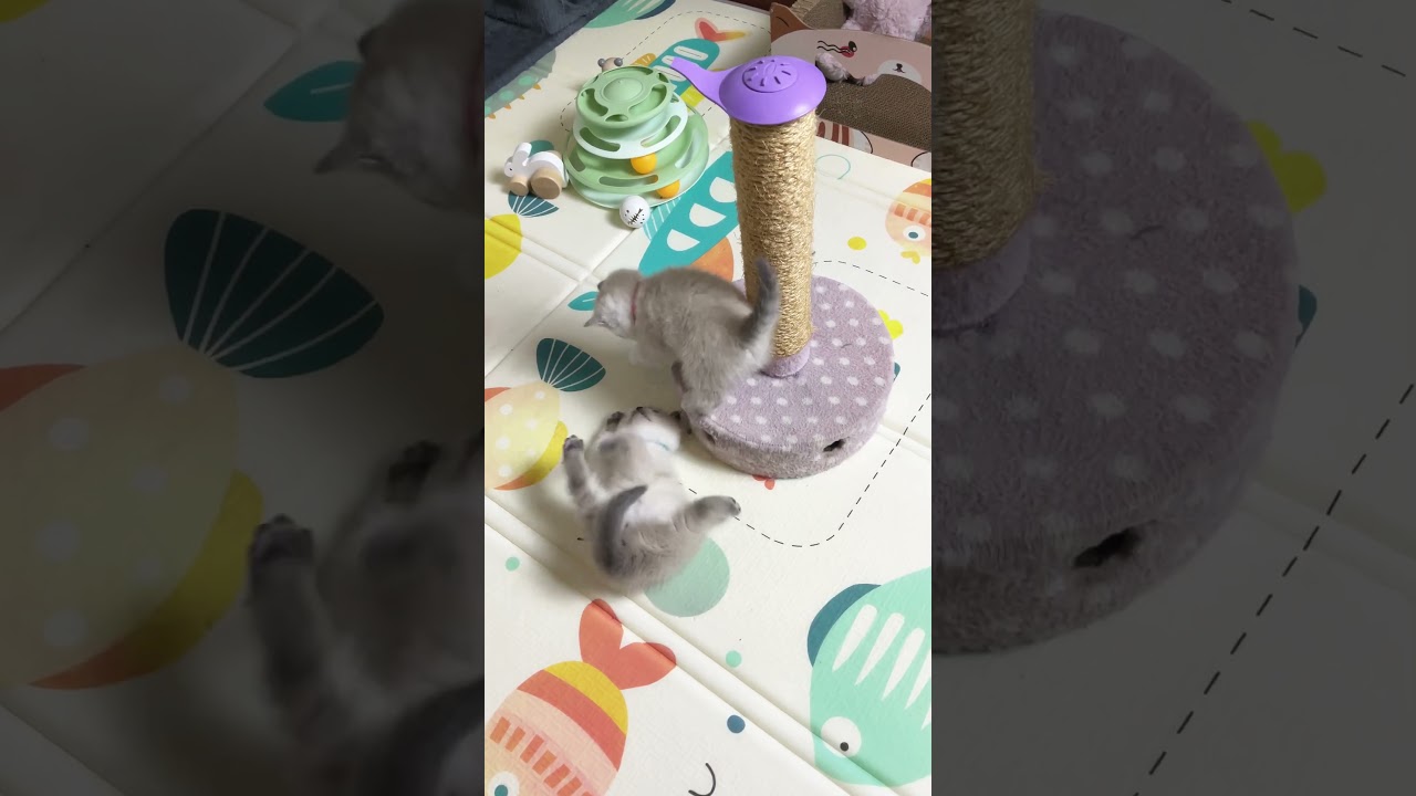 Нежные котята резвятся на милом игровом коврике 