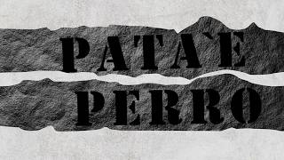 Crisantemo - Pasillo - Patae Perro