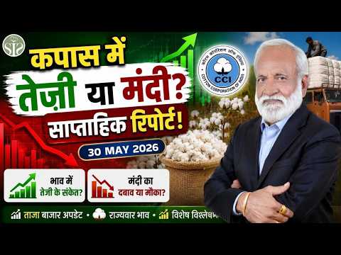 कपास बाजार में मिलाजुला रुख!😱 इस सप्ताह तेजी या मंदी? cotton market rate #youtube