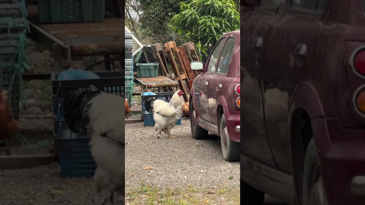 請問這是什麼雞？ 🐔🐔🐔#雞 #chicken 縮圖
