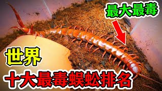 世界十大最毒蜈蚣排名，我國紅巨龍蜈蚣見過嗎？