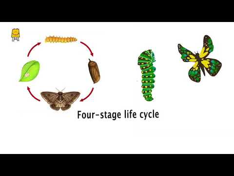 Life Cycle of Insects