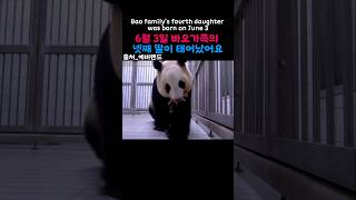 Bao family's fourth daughter was born on June 3 6월3일 바오가족의 넷째 딸이 태어났어요 #아이바오 #푸바오 #루이바오 #후이바오 #출산