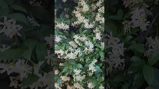 Bahardan Kalma Mis Kokulu Görüntü