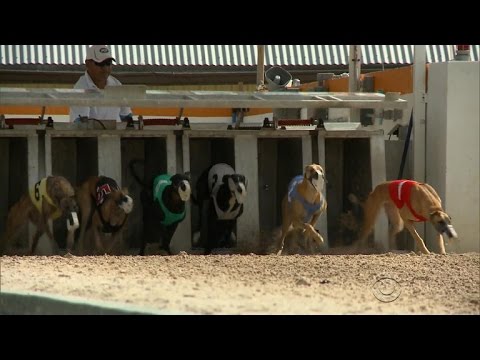 Video: ASPCA vēlas, lai Tieslietu departaments saņemtu tikai par suņu cīņas likumiem