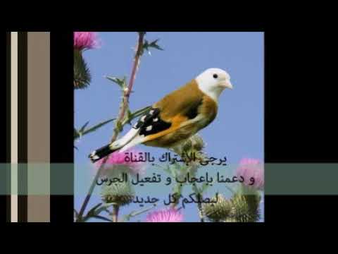 تغريد جزائري قديم