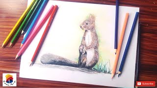 Drawing of a squirrel with coloured pencil