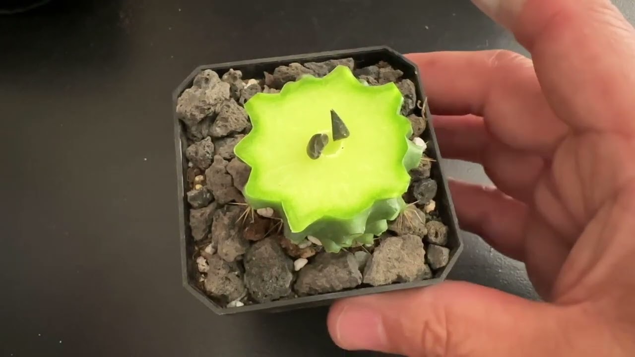Cómo hacer Injertos de mini tubérculos de Ariocarpus pequeños en grusonii.