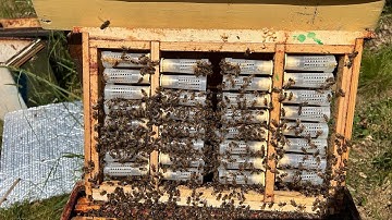 Virgin Queen Banking and introduction in the Apiary.
