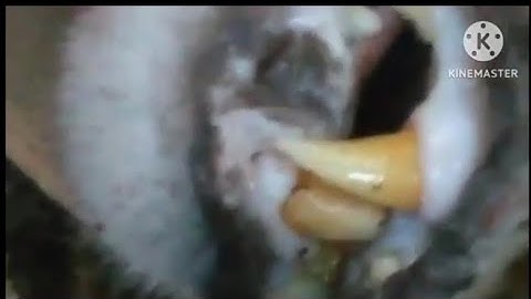 dib qaib qus tsov tuaj tua tau tsov