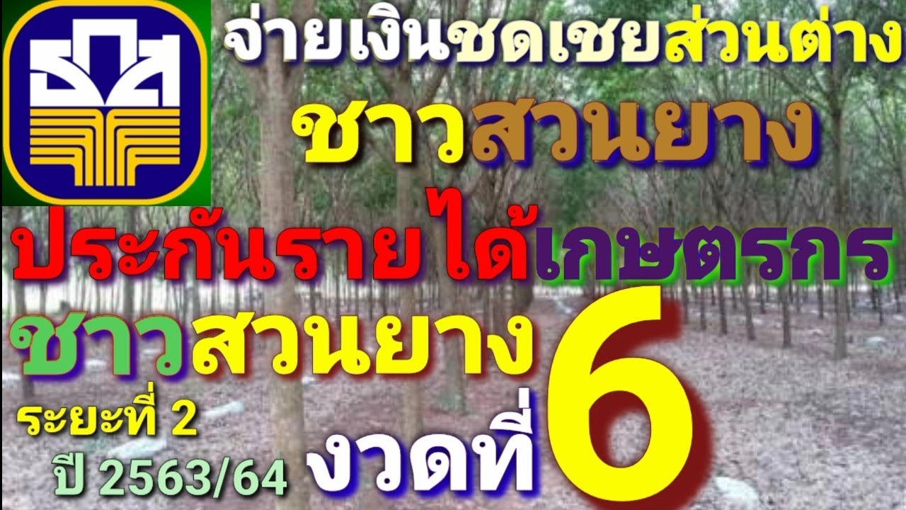 ประกันรายได้ยางพาราล่าสุด งวดที่ 6 ปี2563/64 ชดเชยยางพาราล่าสุด ประกันราคายางพาราล่าสุด #ช่วยเกษตรกร