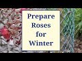 Prepare Roses for Winter