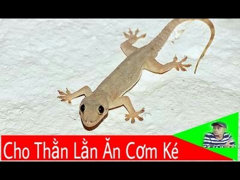 Video: Thằn Lằn ăn Gì