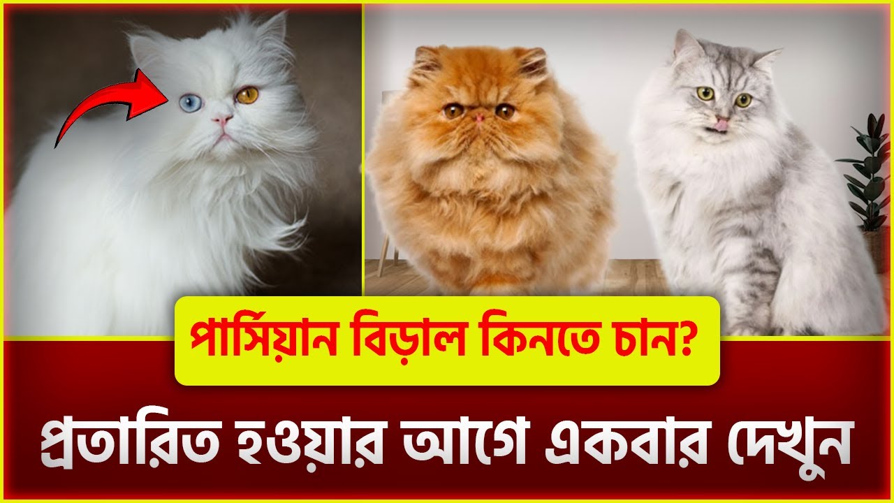 পার্সিয়ান বিড়াল চেনার উপায় | Cat Price Bangladesh | Persian Cat Price Dhaka