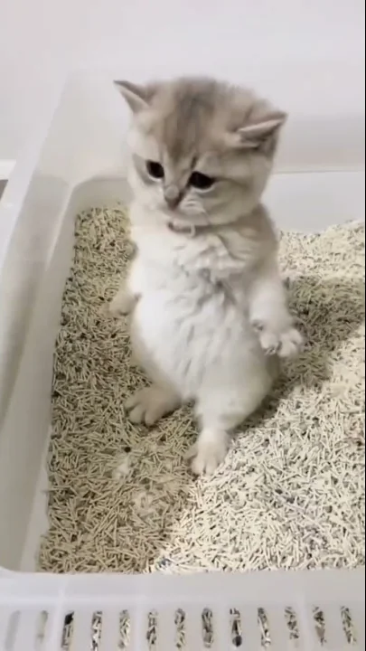 Watch the video about Funny cats cute cats videos 23#shorts #funny #cat #cute #funnycats #cats #kitten #animals #pets #dog