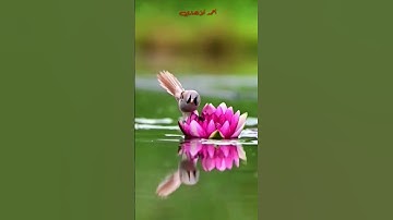 تلاوة مباركة من سورة الفجر  . الشيخ محمد صديق المنشاوي