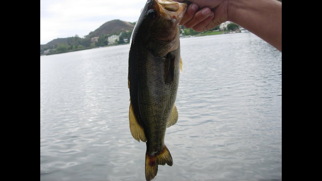 Lake Sherwood Bass Fishing YouTube