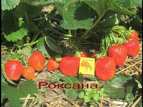 Роксана- сорт клубники