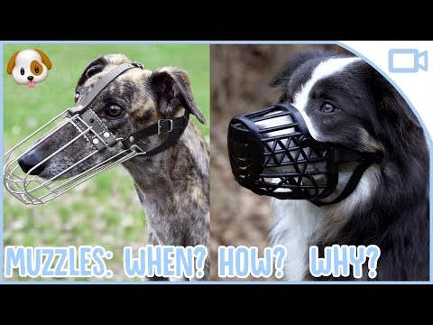 فيديو: كيفية تدريب الكلب الخاص بك على ارتداء كمامة