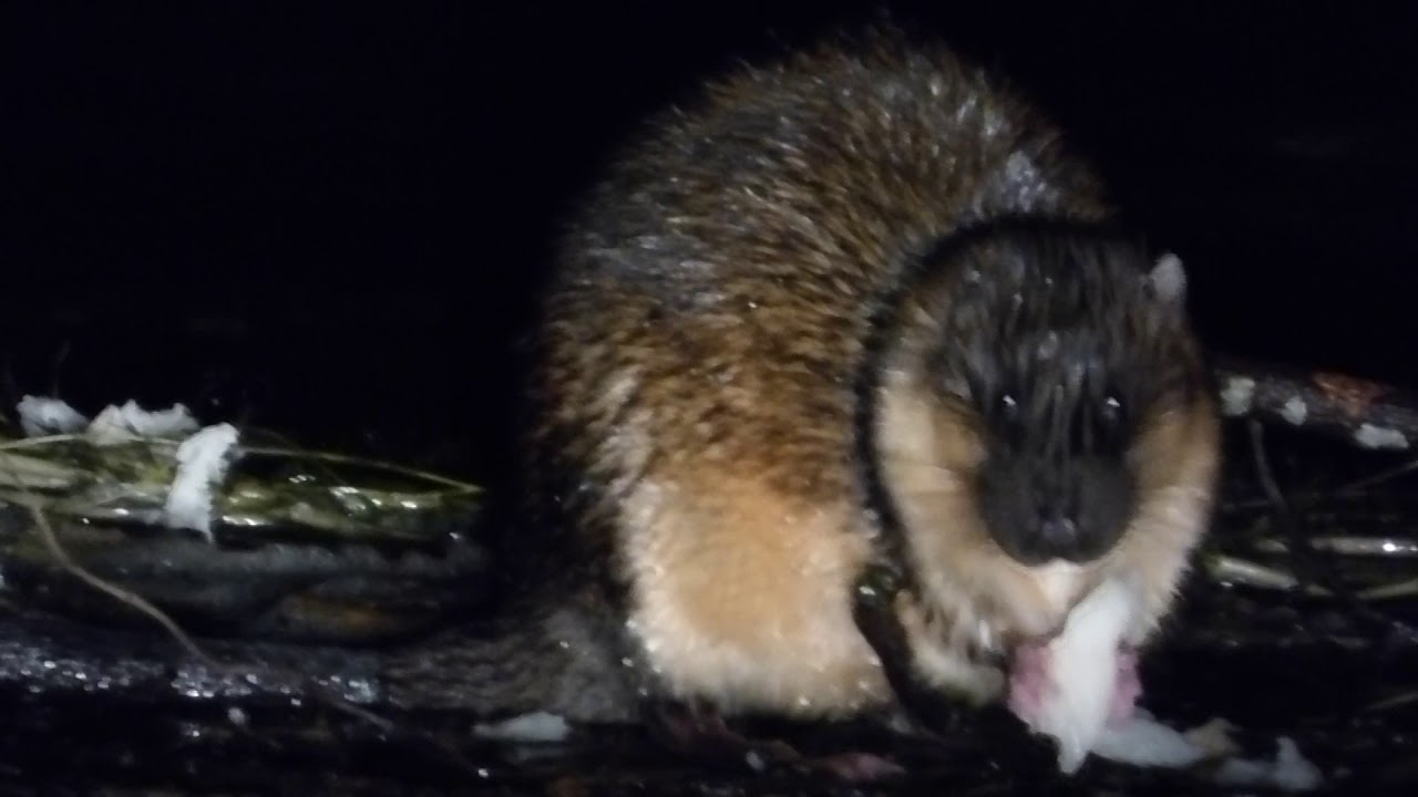 Water Rats Melbourne Lake Wendouree Wildlife Water Rat or Rakali, Australia - YouTube