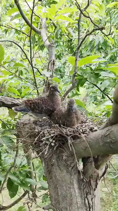 CARA BELAJAR TERBANG ANAK BURUNG TEKUKUR 👍