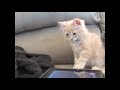 FUNNY CATS FAILS | VINES | COMPILATIONS | THUG LIFE | THE BEST ANIMAL FAILS