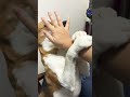 ママと全力で遊び、思わずオナラした愛犬Broke wind when playing with Mom #ビーグル #doglover #ビーグルクルー #dog