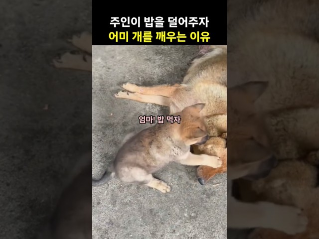 엄마 일어나 새끼 댕댕이가 깨우는 이유