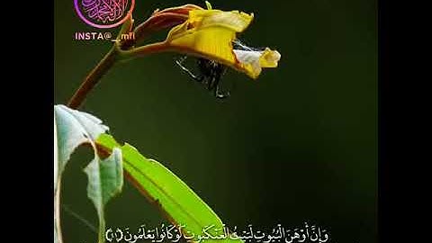 تلاوة خاشعة (مثل الذين اتخذوا من دون الله أوليآء ) حالات واتس