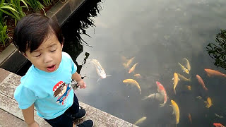 Ikan Gede Banget | Thaya liat ikan koi di kolam Bxc Mall