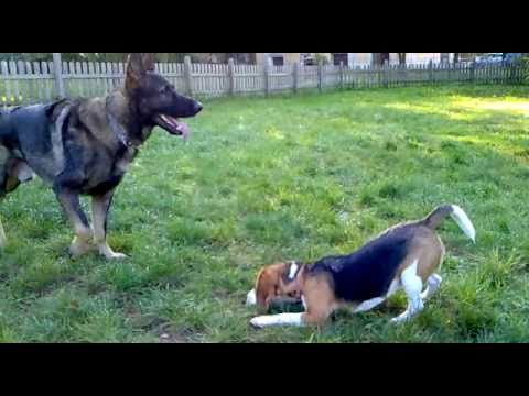 Hyro e Lucy - Pastore tedesco e Beagle