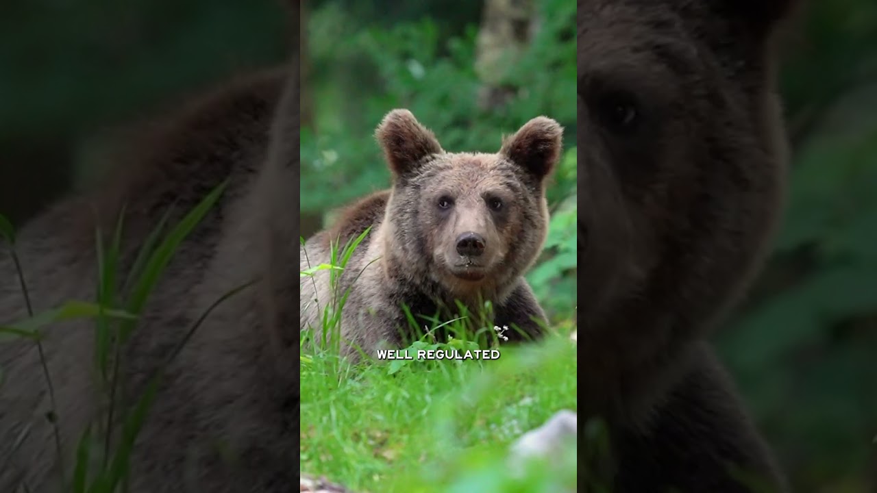 Should we bring back grizzly hunting?