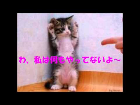 面白映像　かわいい猫のつぶやき？ vol. 2