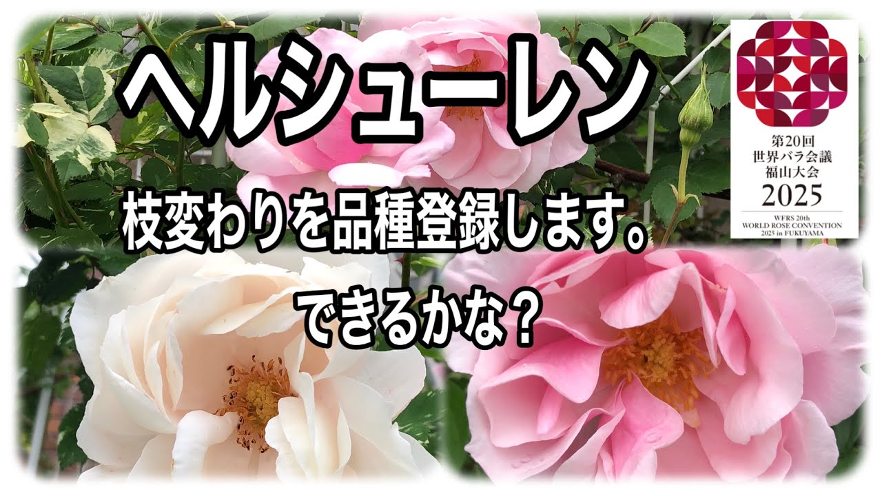 Ｓ～Ｍ／秘密の花園に咲く可憐なピンクの薔薇が可愛いピンクベージュ娘役レオタード バラ🌹の枝変わりの品種登録 ヘルシューレンに白に近い薄ピンク色の花