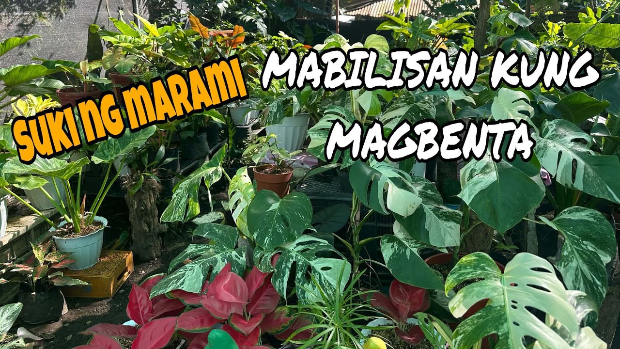 JACKPOT KA LAGI PROMISE DITO!  #garden  #gardening 