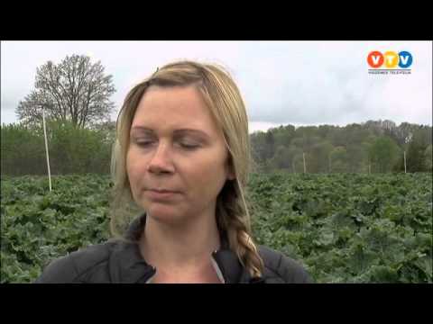 Video: Nepietiekami Novērtēta Rabarberu Dārzeņu Audzēšanas Priekšrocības