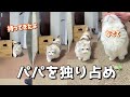 猫は独占欲強め？おもちゃもパパも独り占めする忠犬みたいな猫