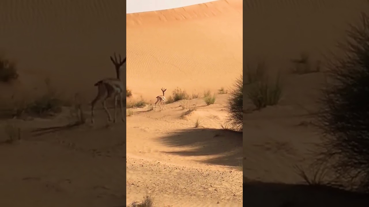 Arabic Deer in Dubai Desert