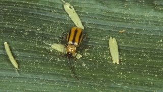 The Science of Soil Health: Using Insects to Manage Pests